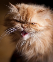 Mes animaux fabuleux - Photo Ga&euml;l Digard