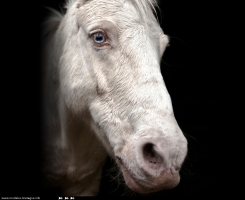 Mes animaux fabuleux